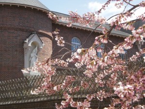 『修道院と桜』